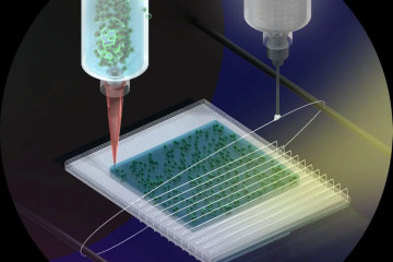3d bioprinting