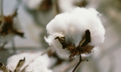 Solving-Russias-cotton-fibre-shortage