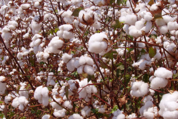 cotton680x4452